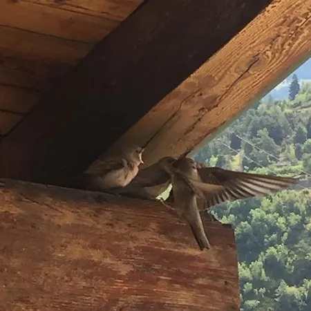 Edelweiss 2* Villeneuve